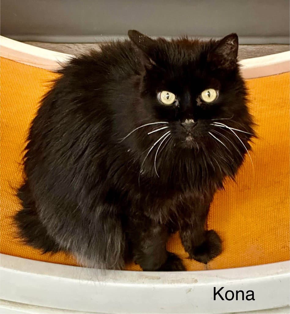 Kona