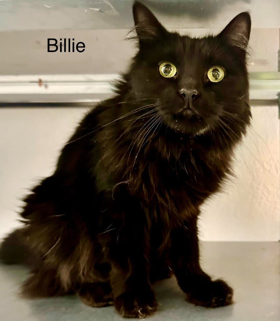 Billie (Heather)
