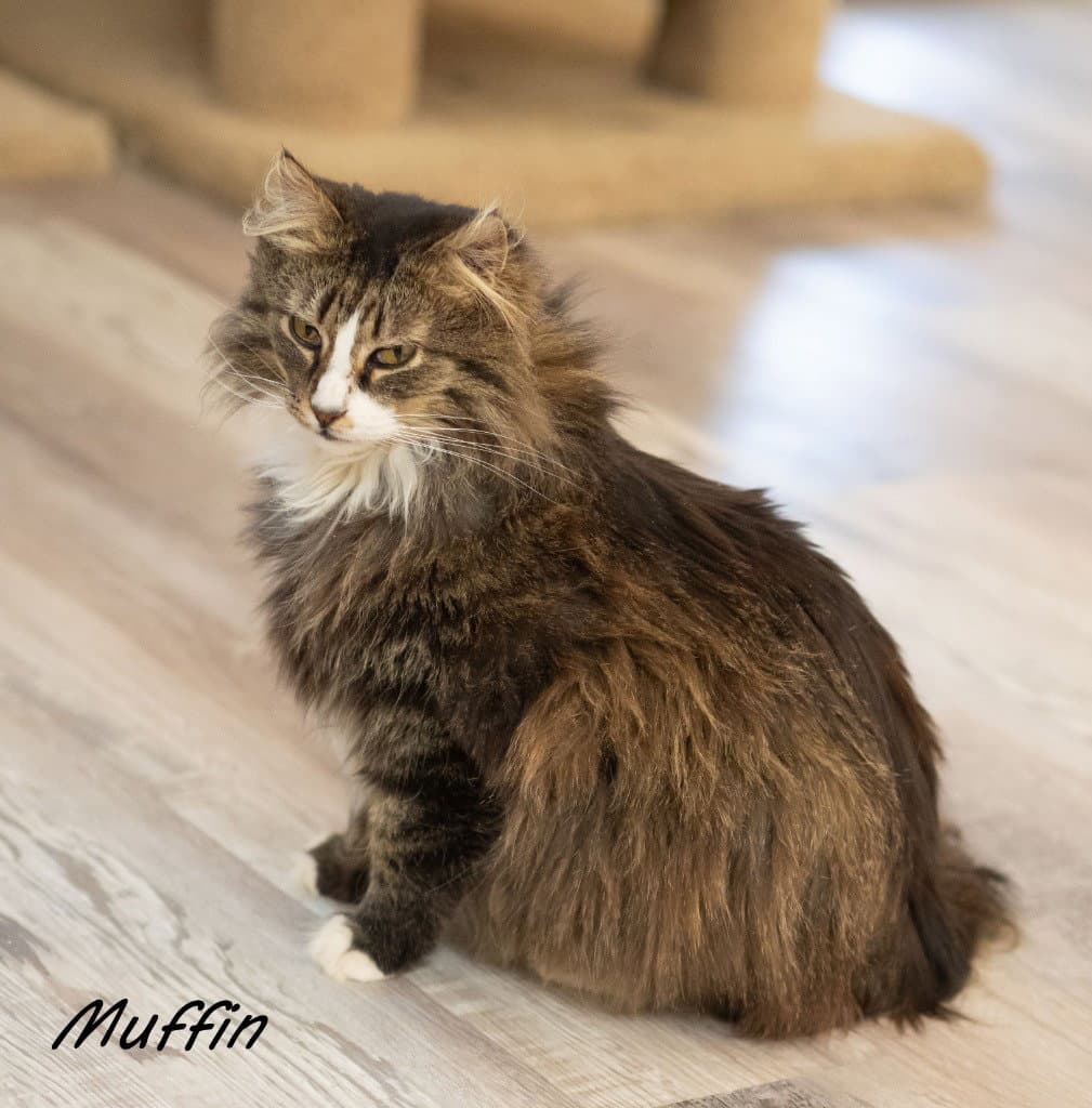 Muffin 3