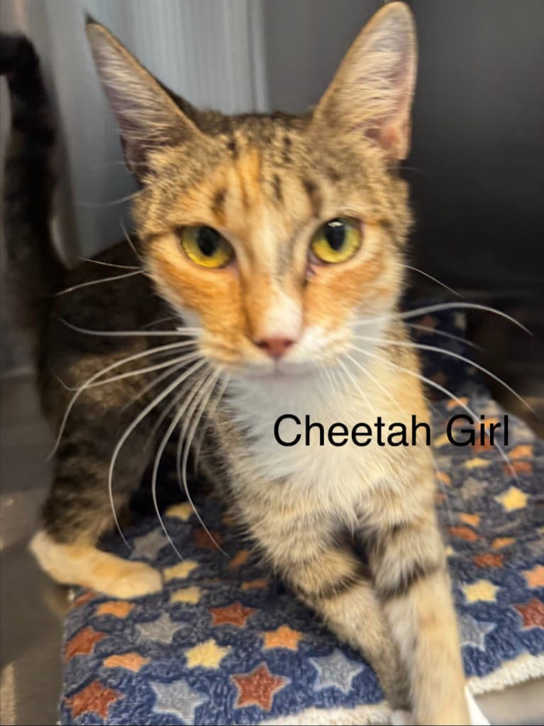 Cheetah Girl