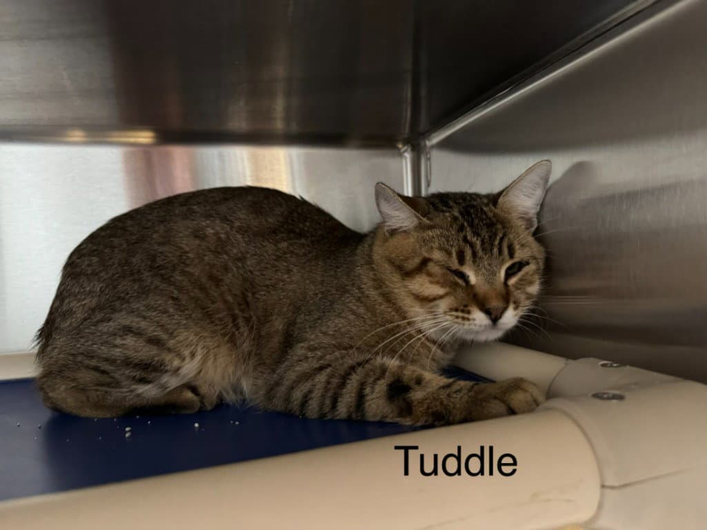 Tuddle