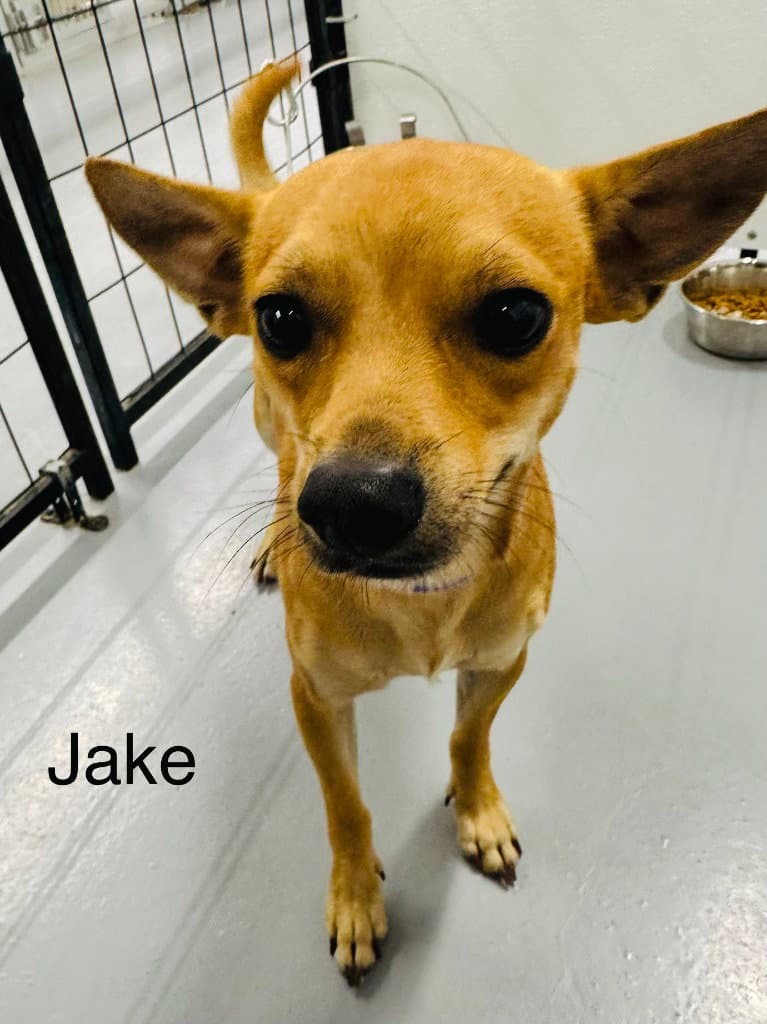 Jake