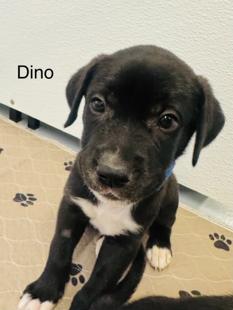 Dino