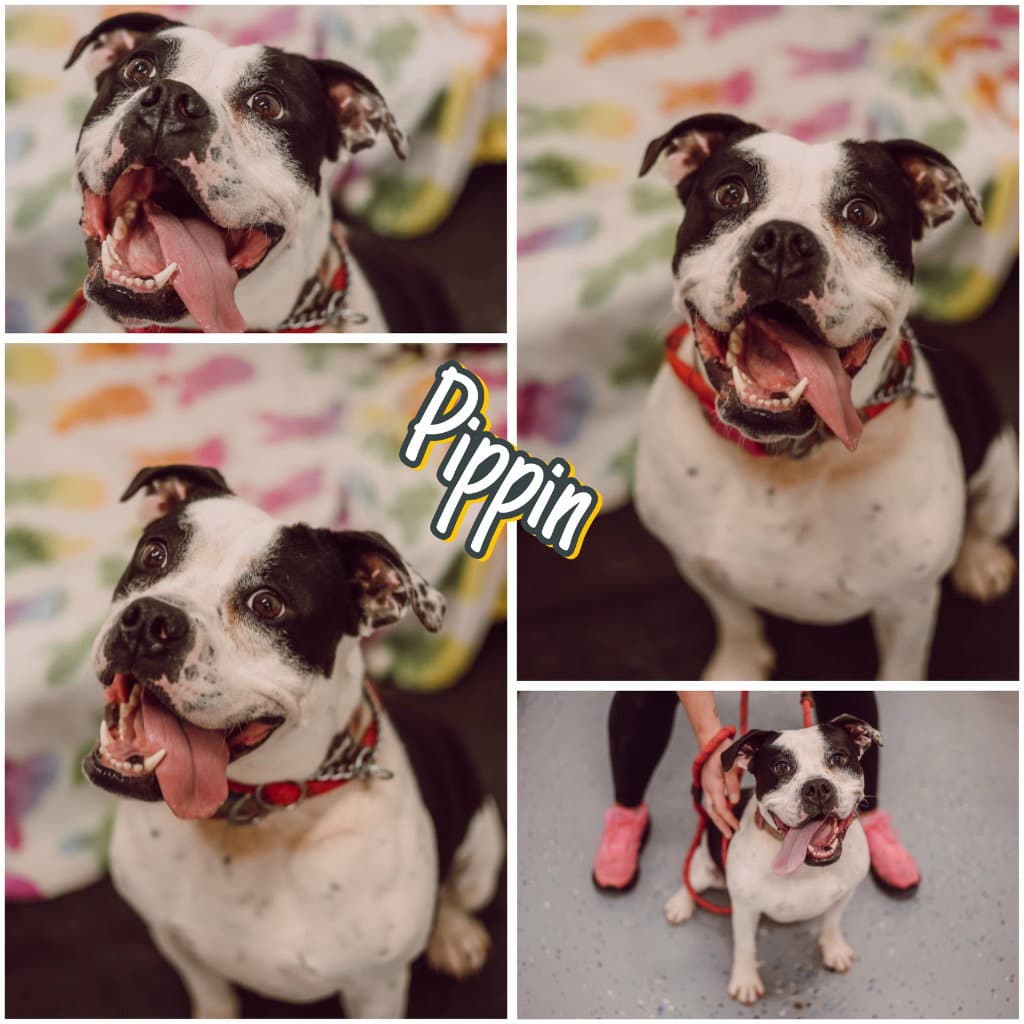 Pippin - Sponsored - Call for appt