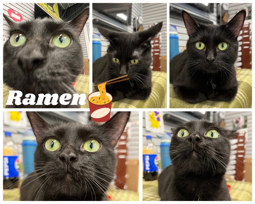 Ramen - Long Term Resident