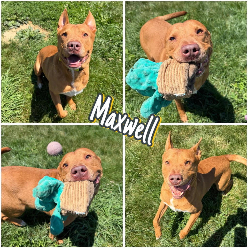 Maxwell