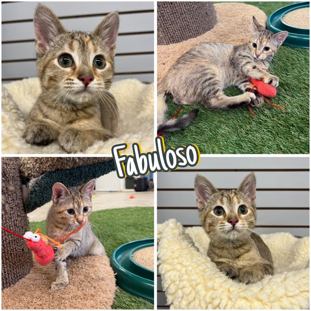 Fabuloso- WAIVED FEE
