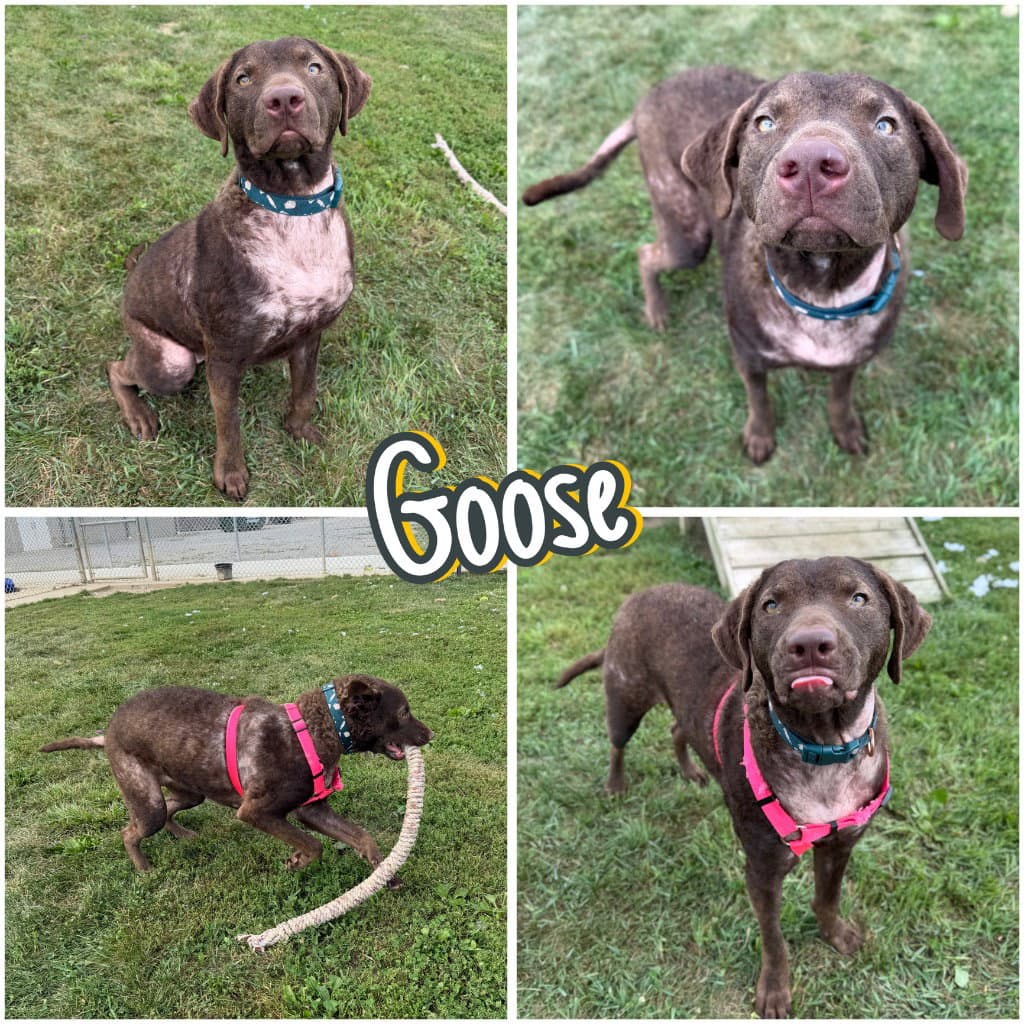 Goose