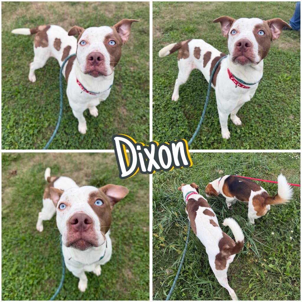 Dixon