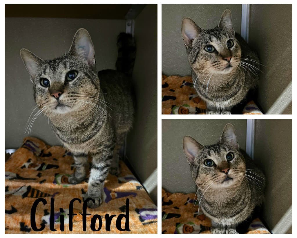 Clifford