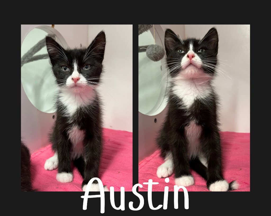 Austin