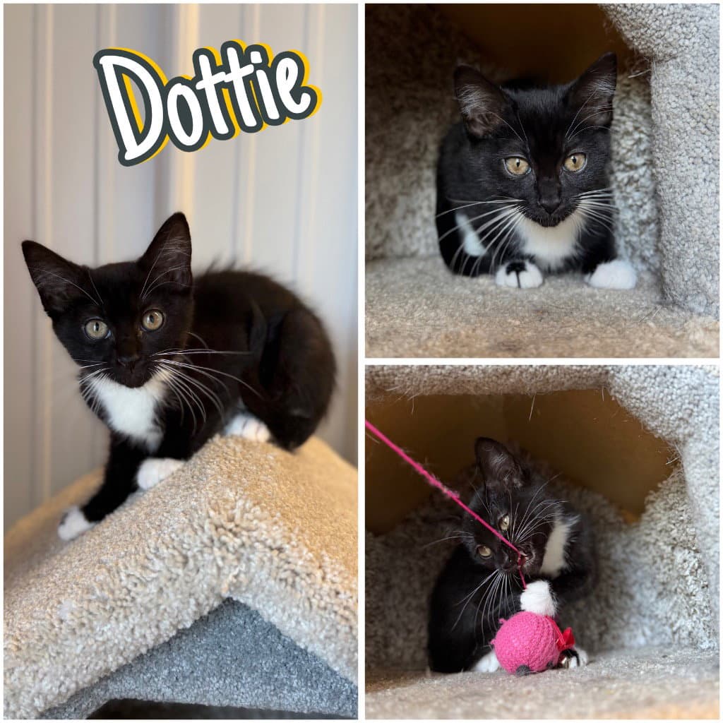 Dottie