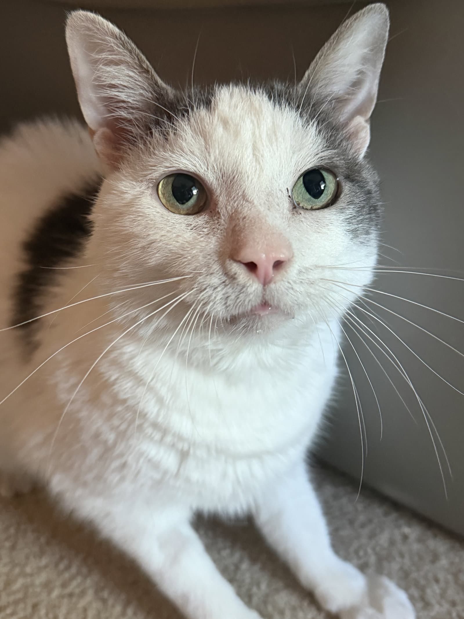 Ralphie