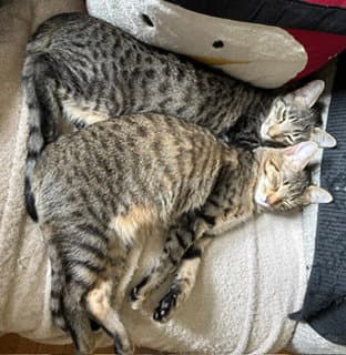 Lolly & Molly (bonded pair)