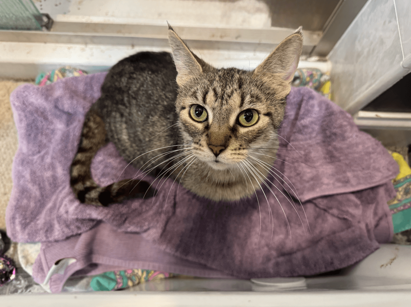 Fairway
