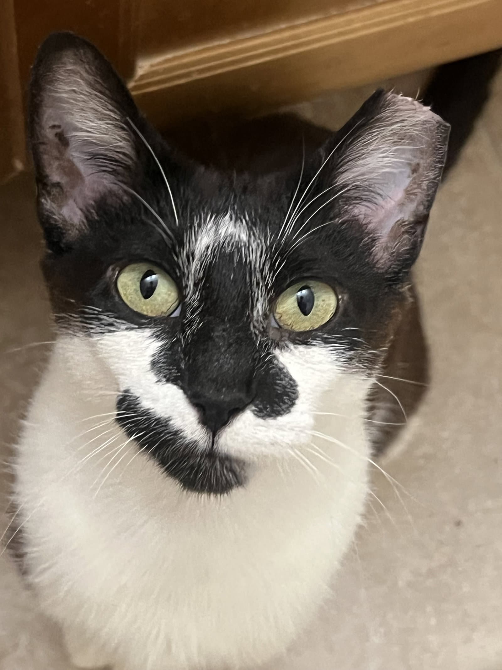 Clarabelle
