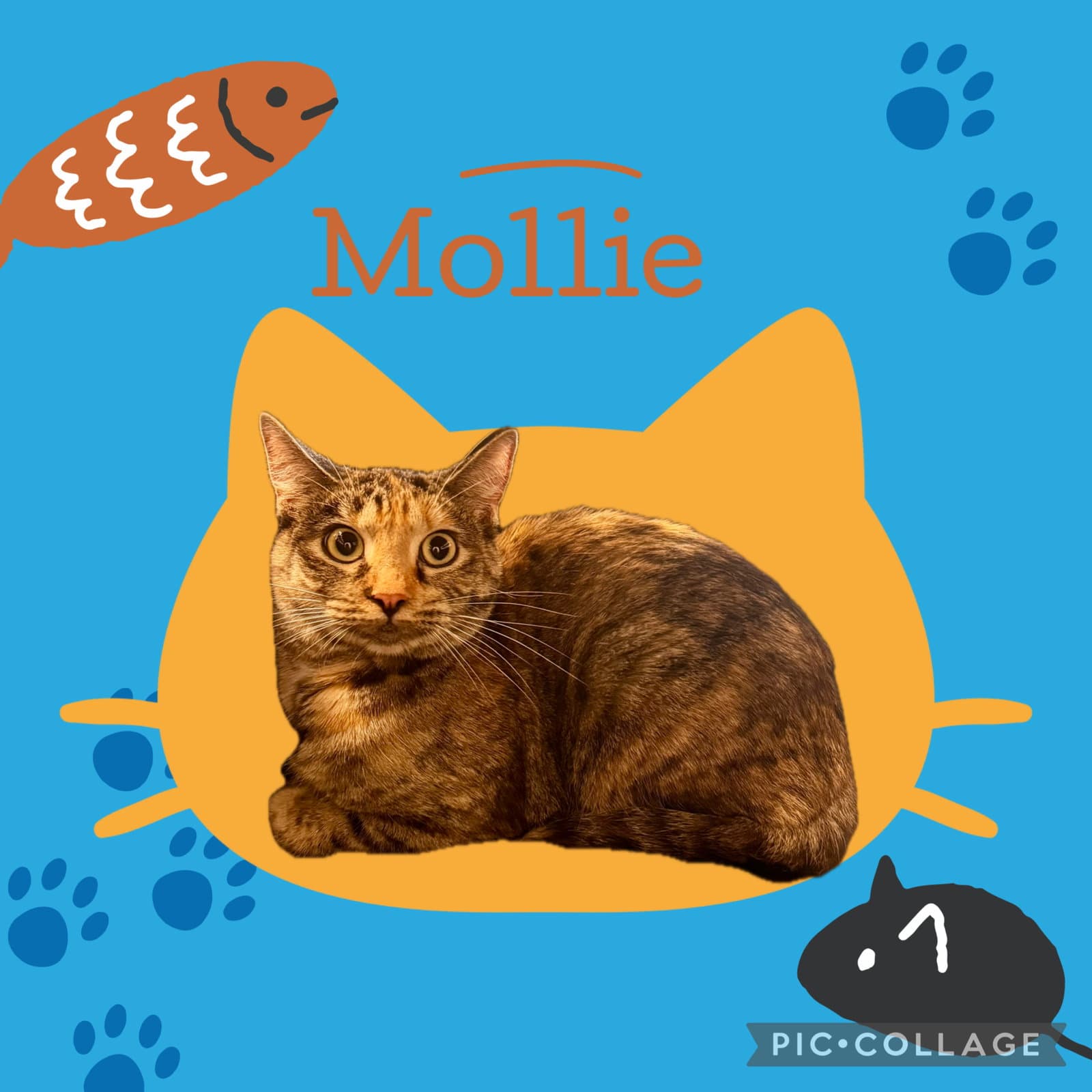 Mollie & Lovie (*bonded pair)