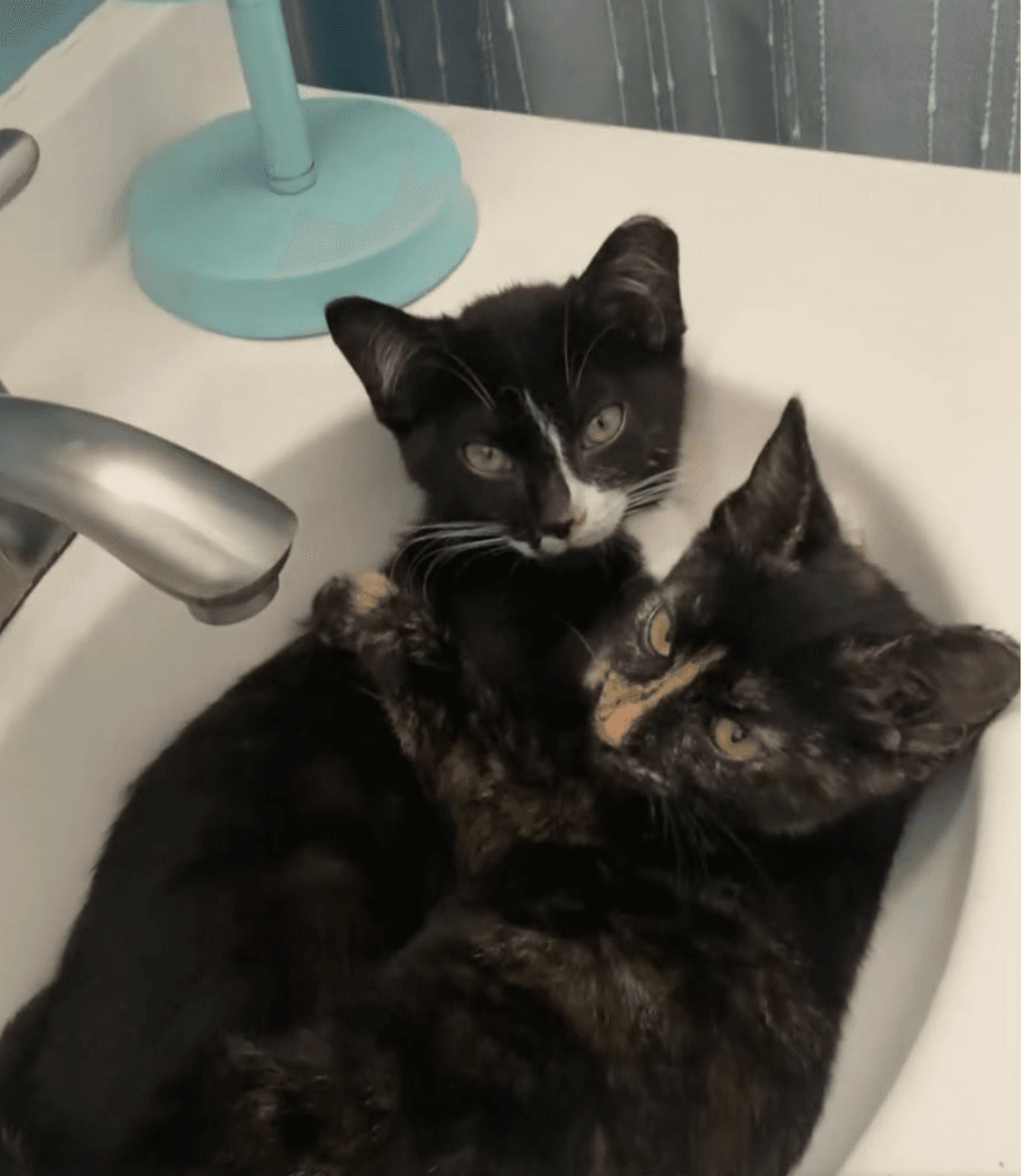 Paco and Peppa ***Bonded Pair***