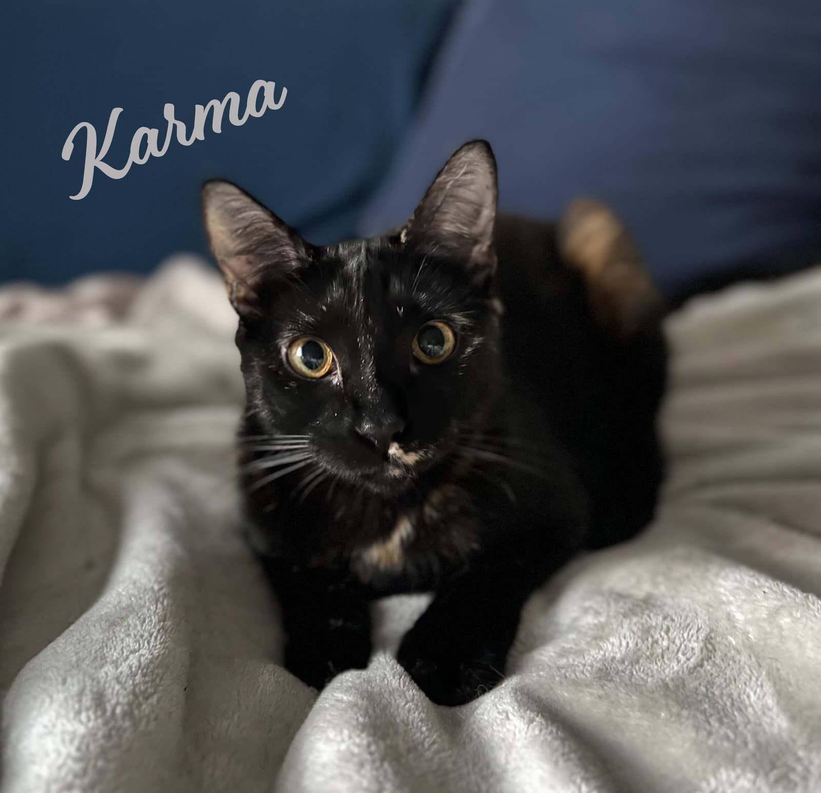 Karma #bonded-to-Jasper