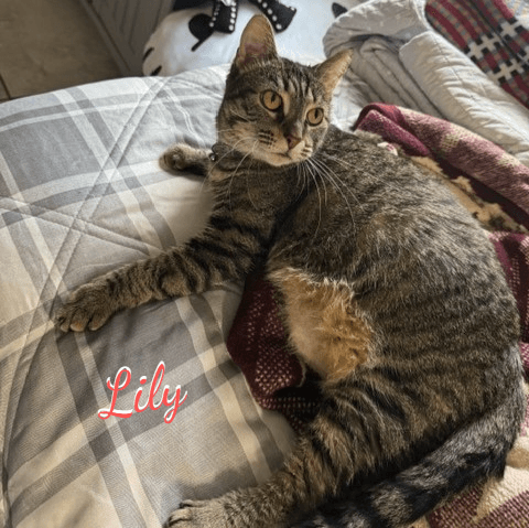 Lily #more-2-hug