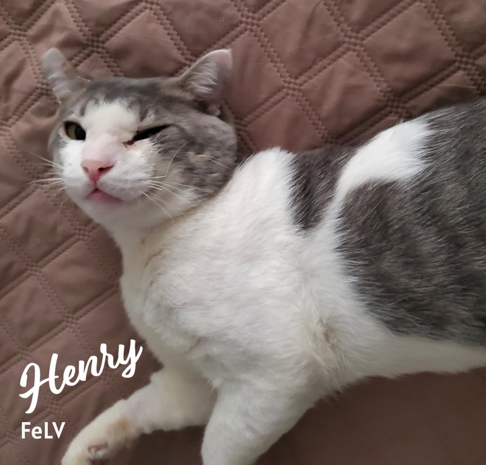 Henry #rags-to-riches