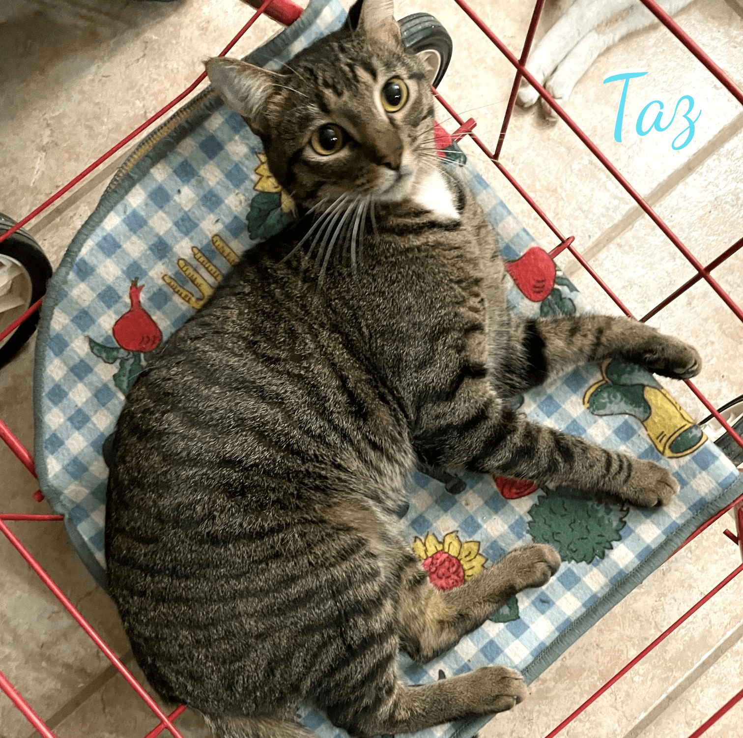 Taz #antique-mall-litter