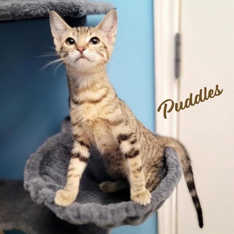 Puddles #wildcat-striped