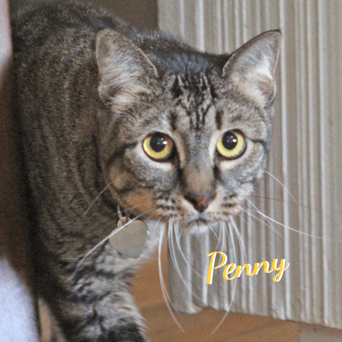Penny #quiet-cuddler