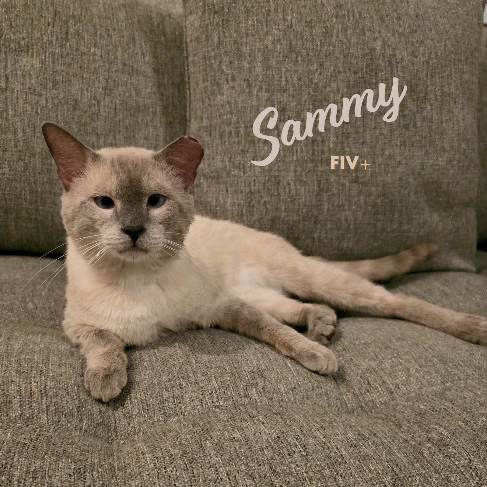 Sammy #soulful-baby-blue-eyes