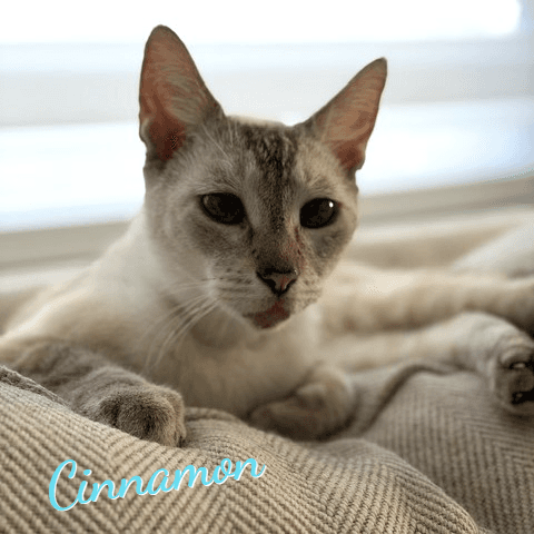 Cinnamon #super-chill