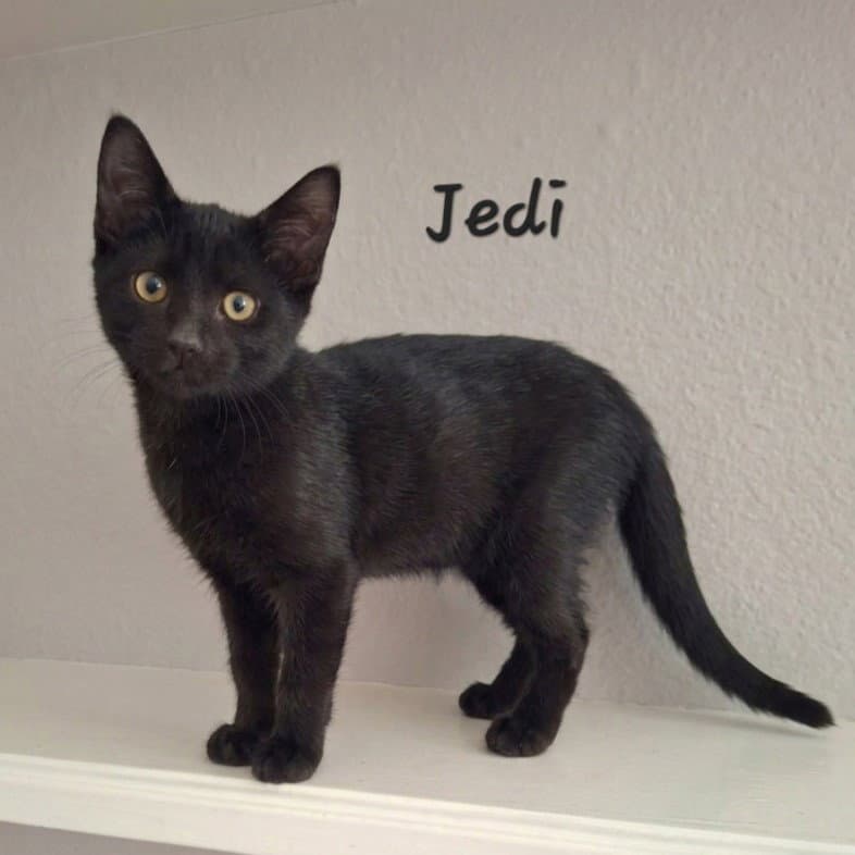 Jedi #tiny-shadow