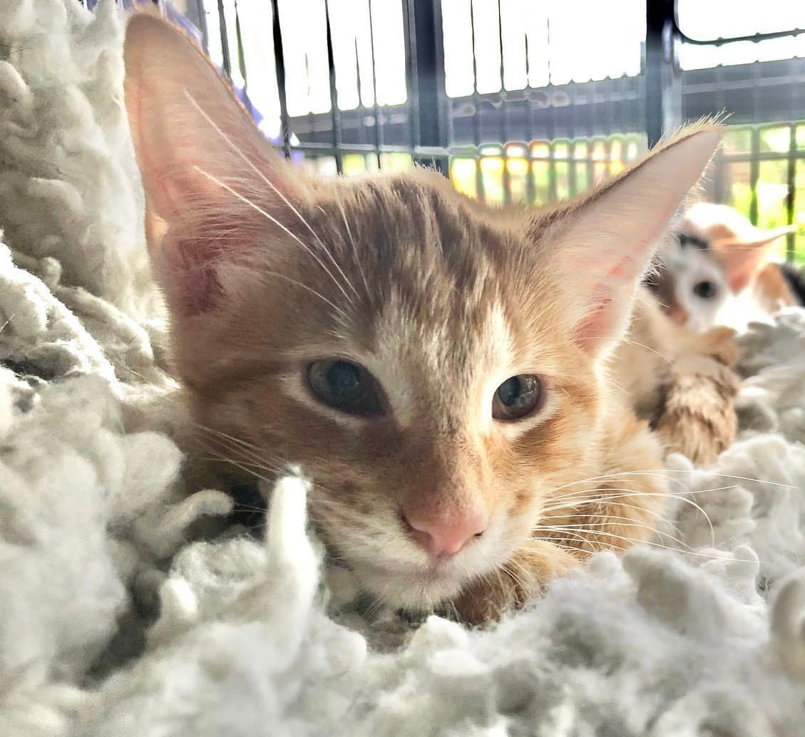 Ginger Snap