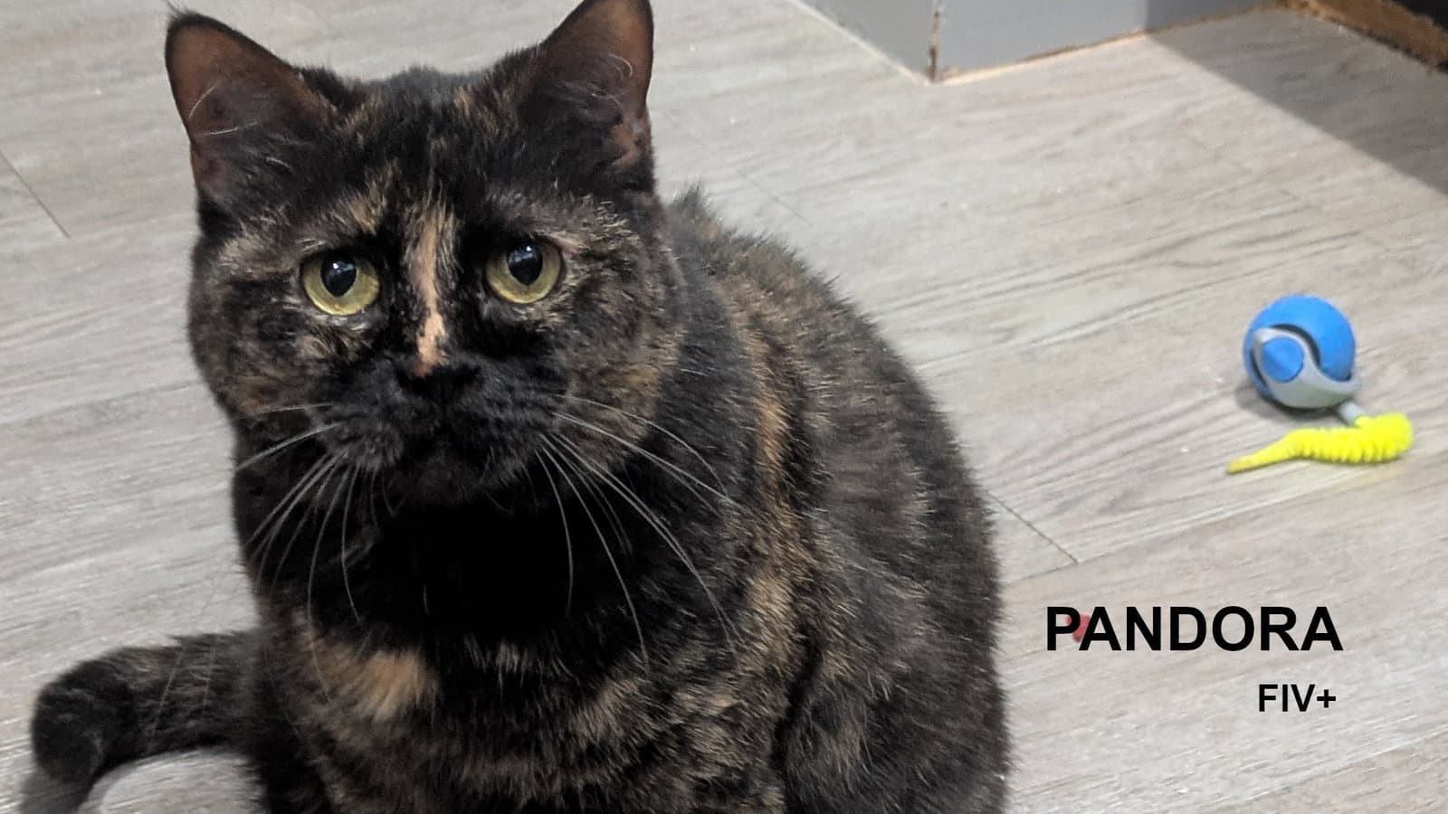 Pandora