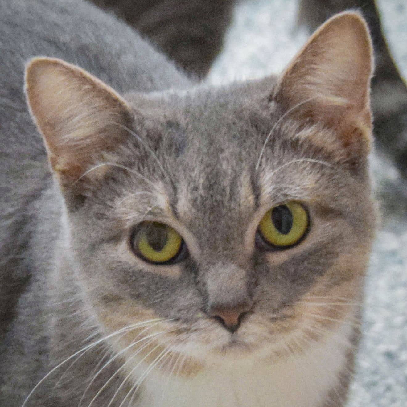 Winifred