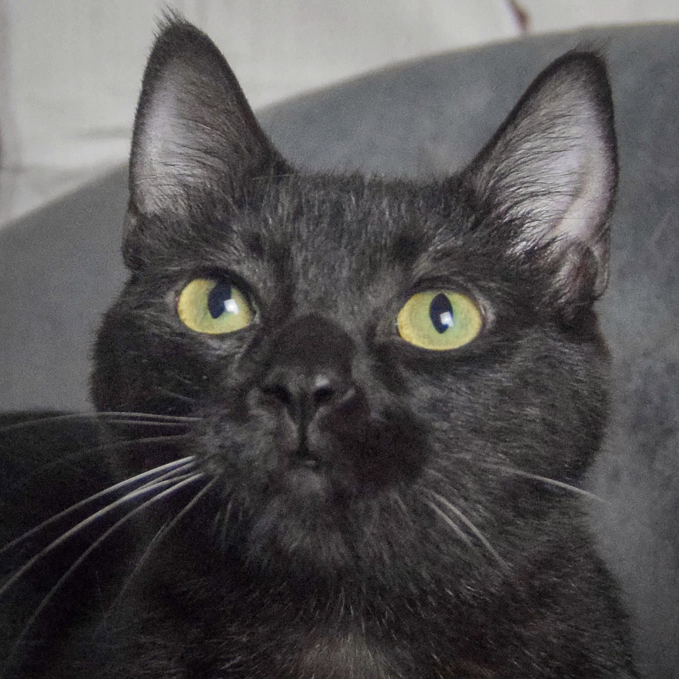 Fenris