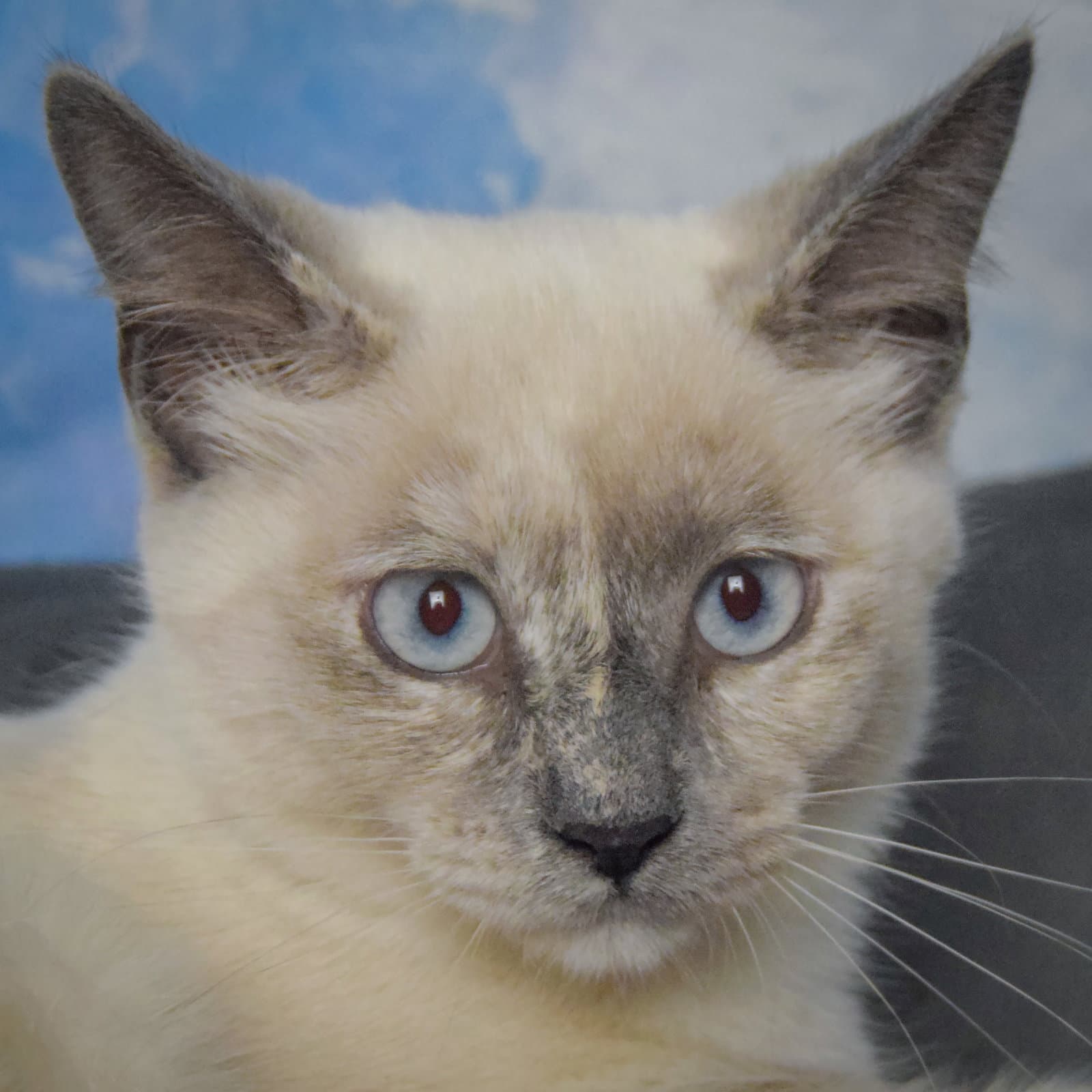 Buttercup