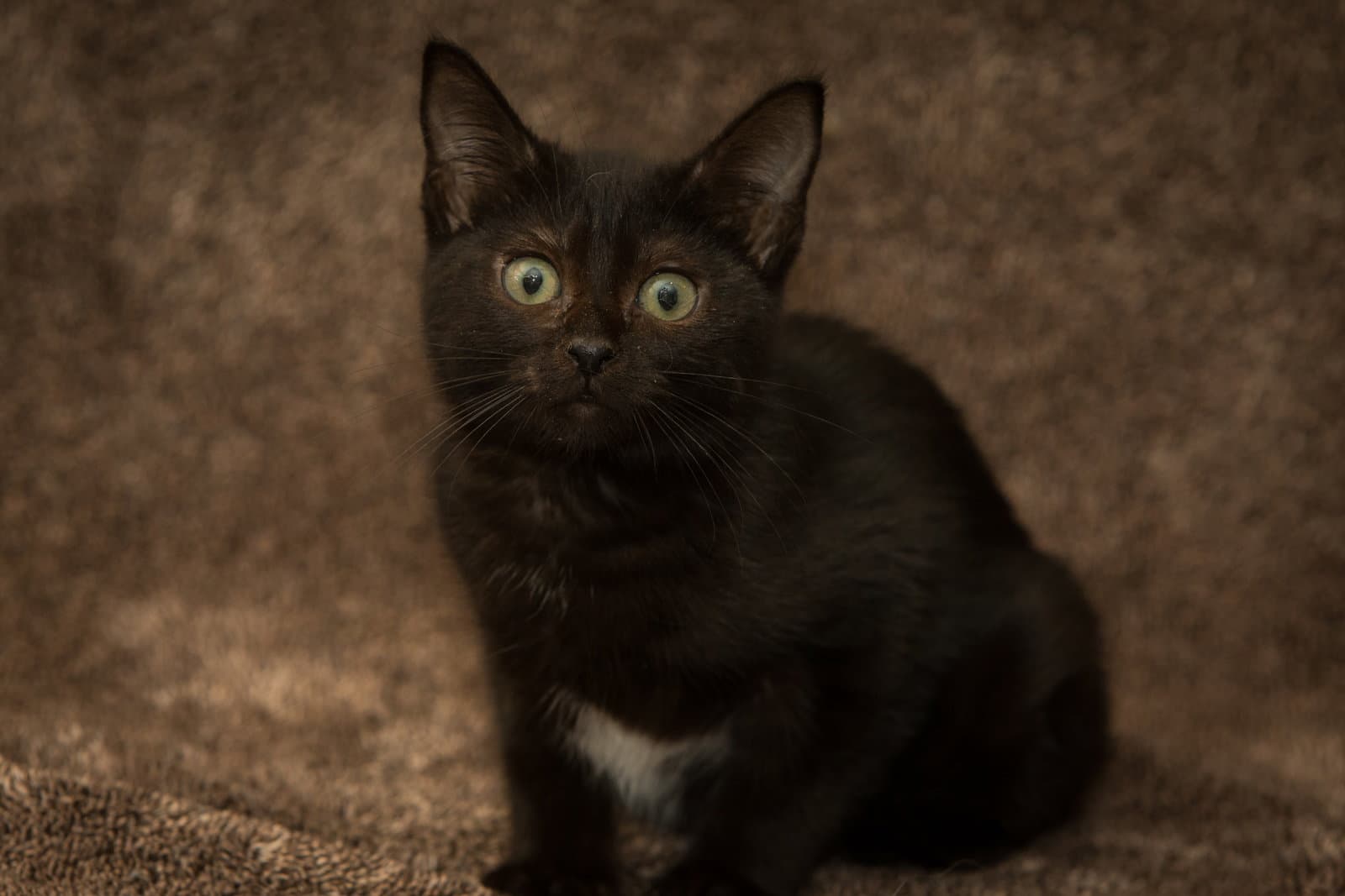 Norma