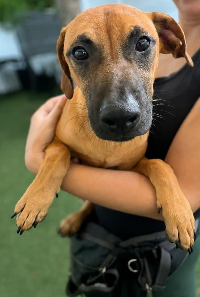 Isabella Pup - Pablo