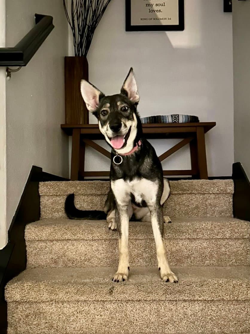 Ava