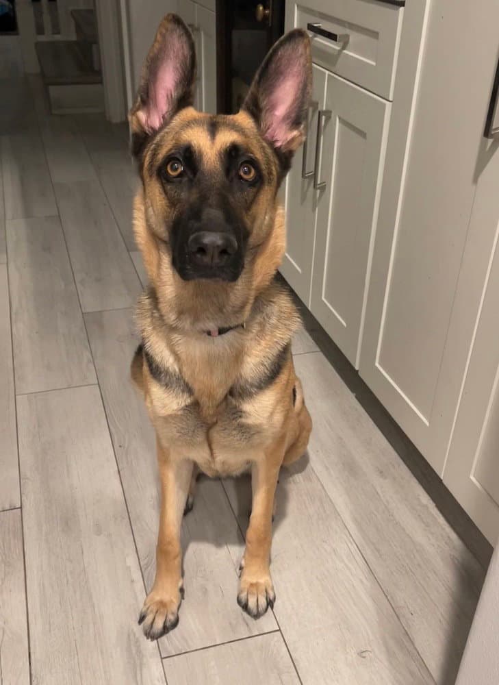 Koda