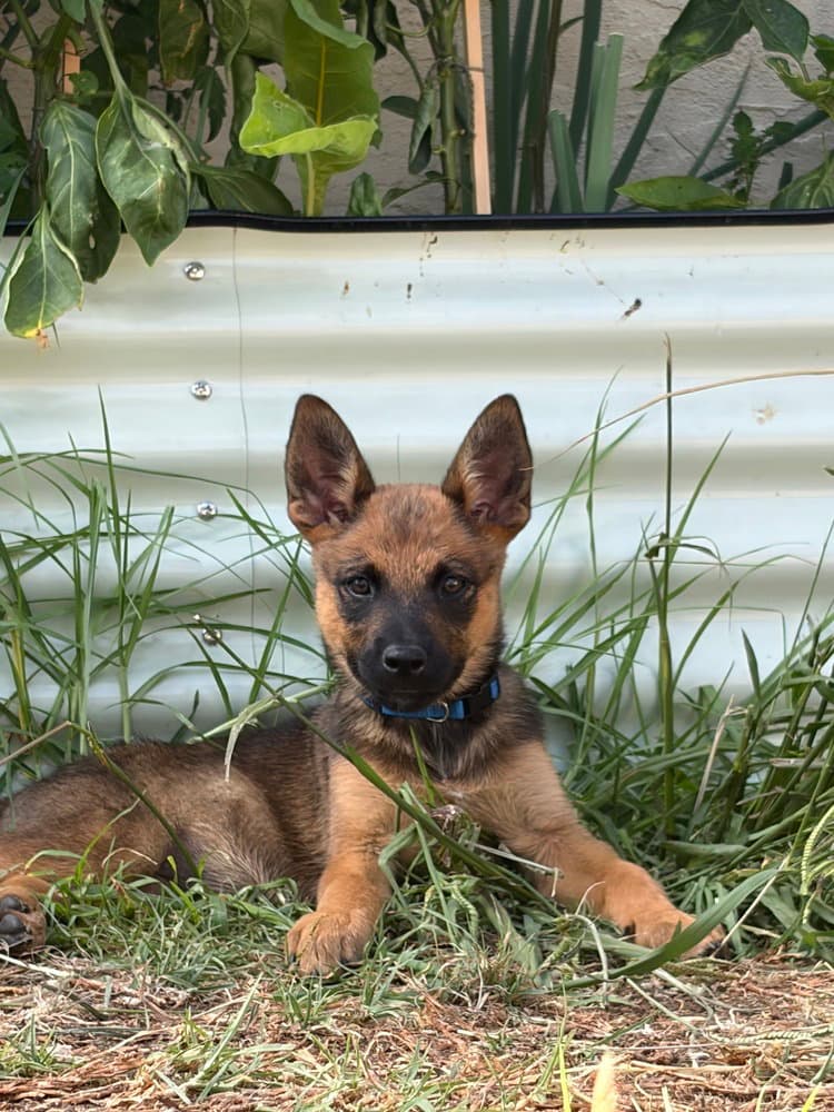 Kaia