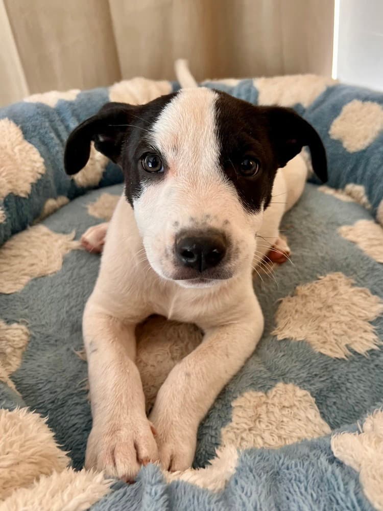 Scout