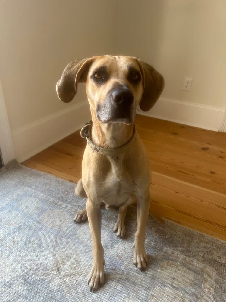Winston