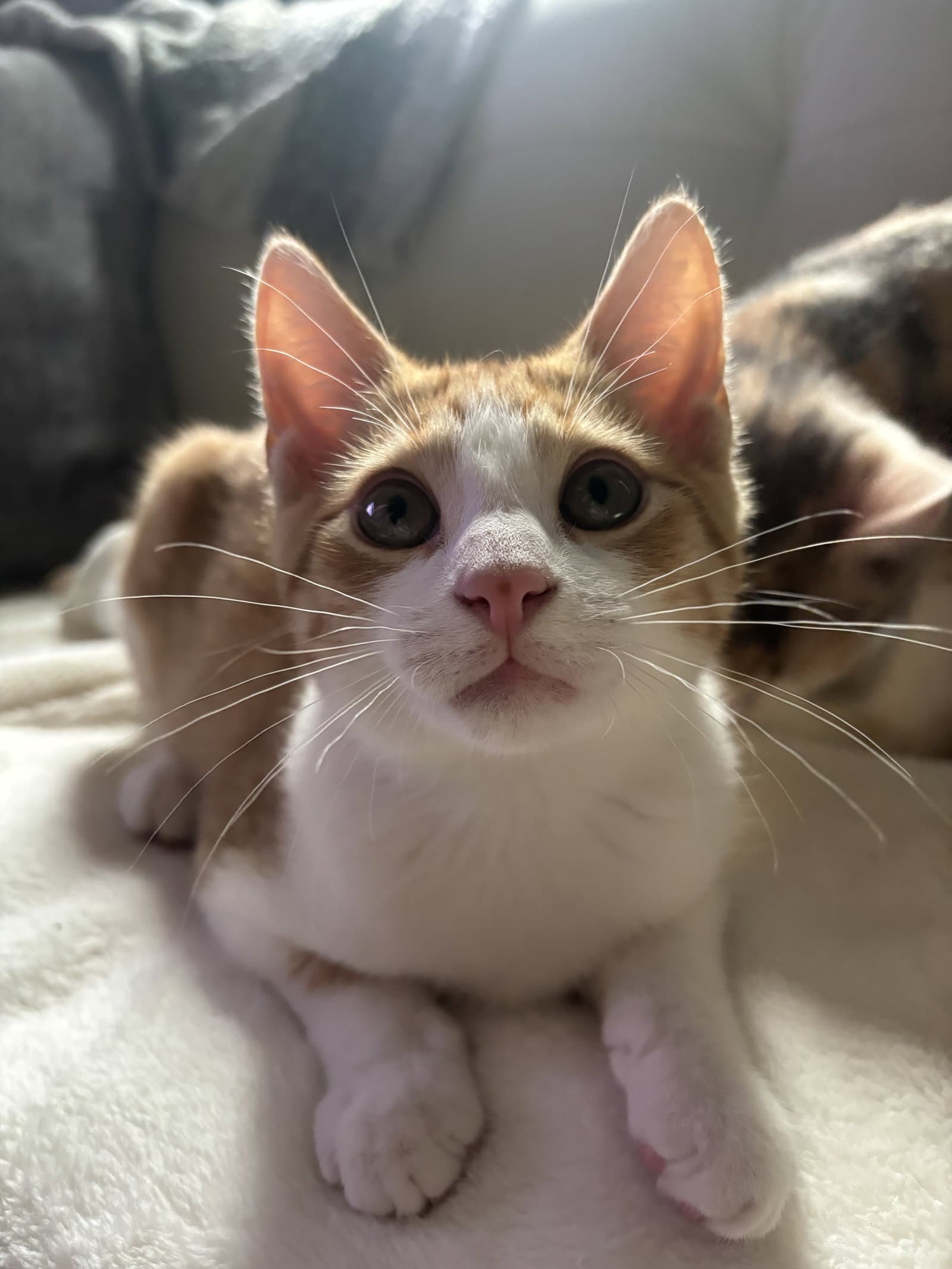 Cheeto