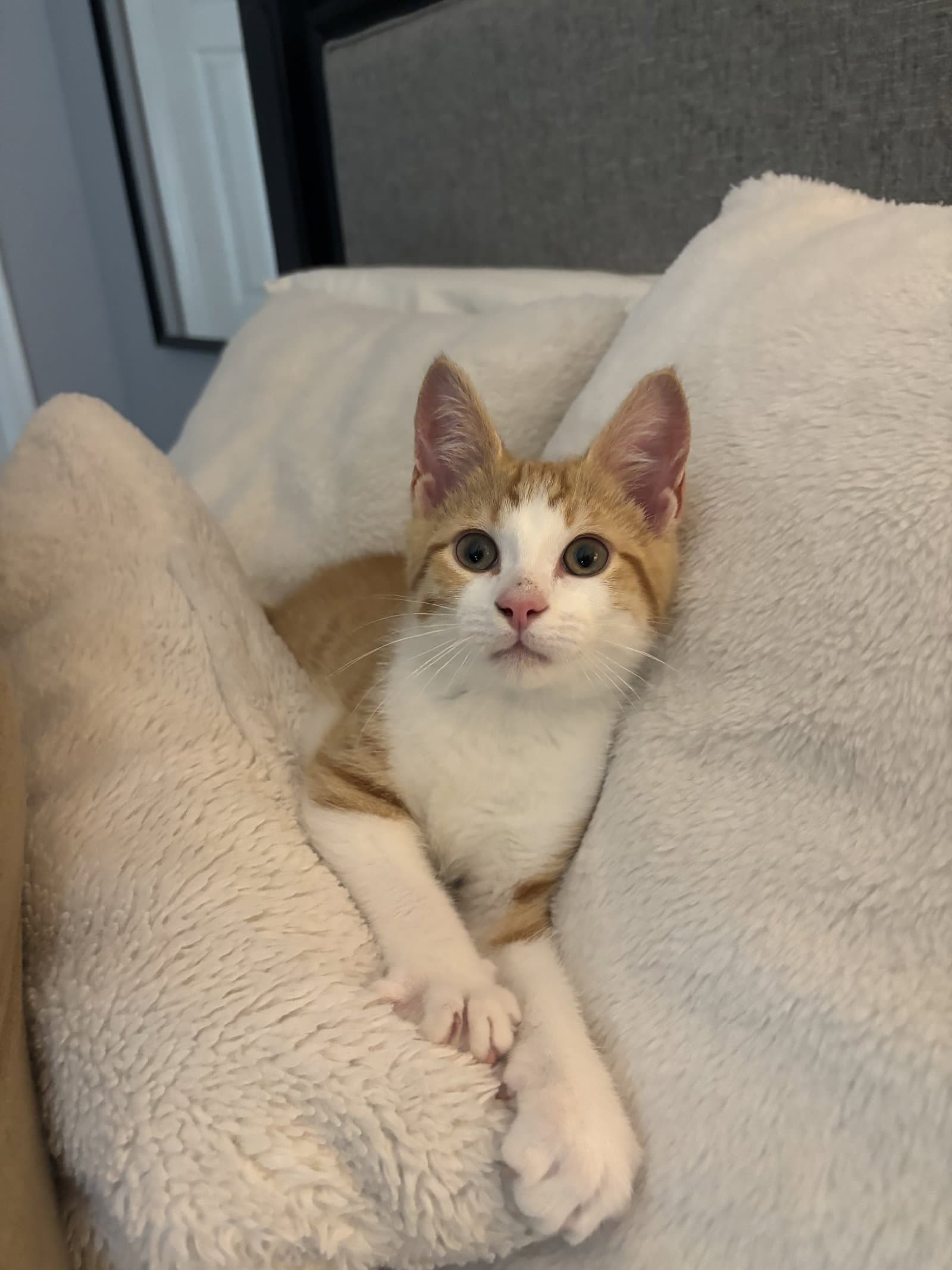 Frito