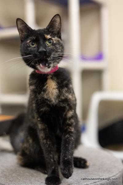 Bella the torti
