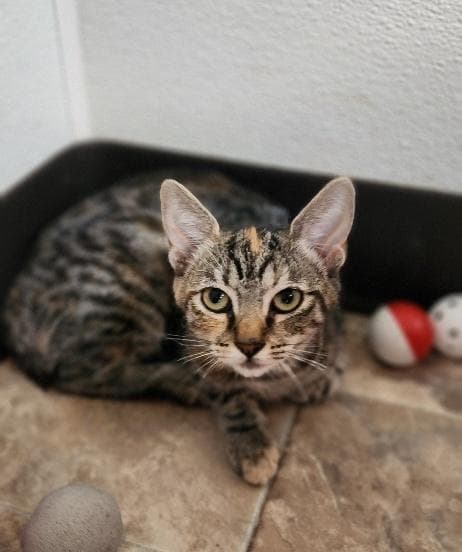 Cat 27958 (Luna)