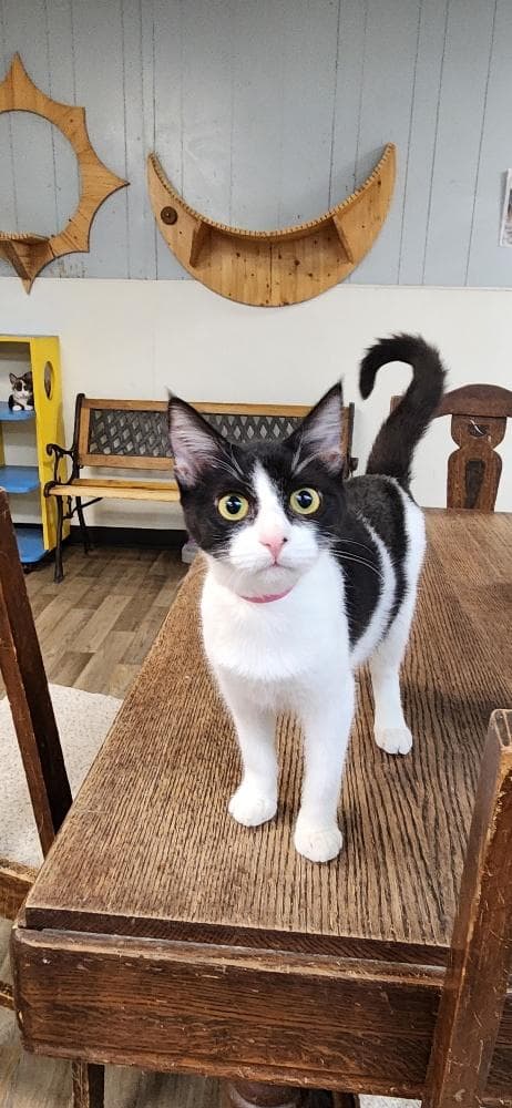 Cat 27888 (Bonnie)