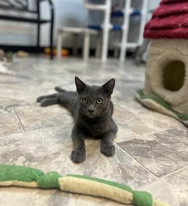 Cat 27999 (Freddy)