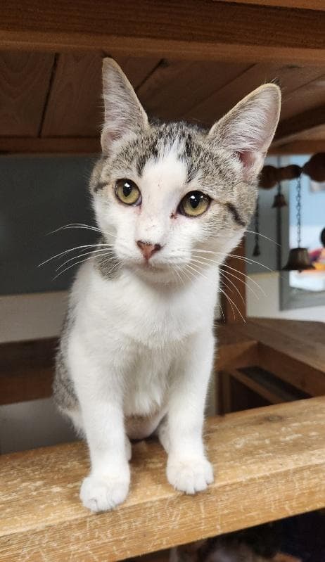 Kitten 28004 (Freckles)